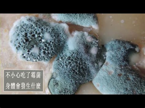 黴菌 種類|黴菌介紹》種類、生長條件與作用 